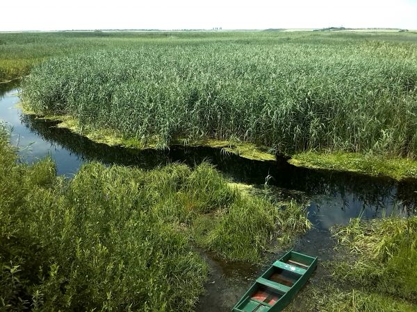 пейзаж, дерево, воды, природа, трава, на открытом воздухе