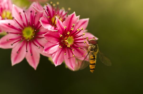 自然, 花, 工場, 写真, 花, 花弁