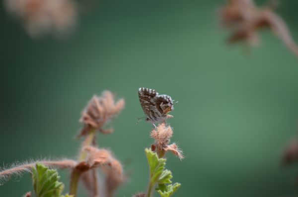 alam,menanam,fotografi,daun,cabang,mekar