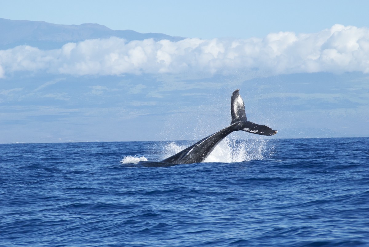 hav, vand, natur, ocean, horisont, himmel, båd, dyr, hoppe, dykning, dyreliv, pattedyr, blå, akvatiske, fauna, stænk, svømning, liv, Pukkelhval, hav, skyer, blues, skyer, hale, marine, hvirveldyr, stor, hval, stor, kæmpe stor, pacific, hvaler, pukkelhval, brud, havpattedyr, spækhugger, uniquewaves, spinner delfin, hvaler delfiner og marsvin, øresvin, kort beaked almindelig delfin, grå hval