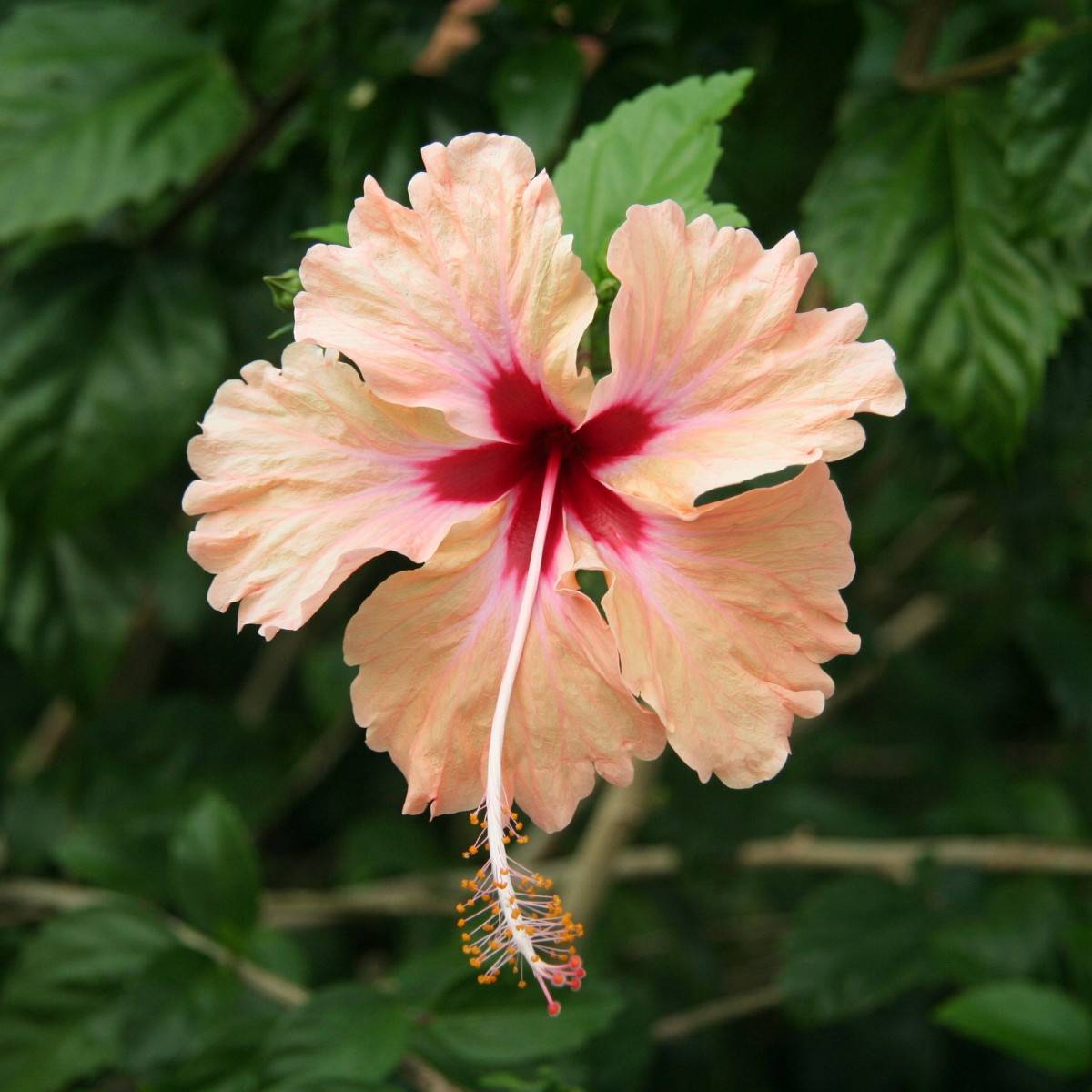 natura, fiorire, pianta, foglia, fiore, petalo, fioritura, floreale, verde, giungla, tropicale, botanica, colorato, giardino, rosa, flora, botanico, geranio, arbusto, esotico, ibisco, Malvales, pianta fiorita, fiori tropicali, ibisco cinese, pianta annuale, impianto di terra, famiglia di malva, Geraniales