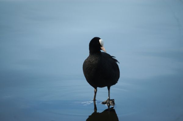 mare, apă, pasăre, aripă, seabird, reflecţie