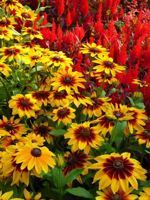 nature,plant,flower,petal,meadow,summer