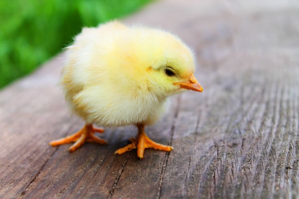 bird,cute,wildlife,beak,sweet,yellow