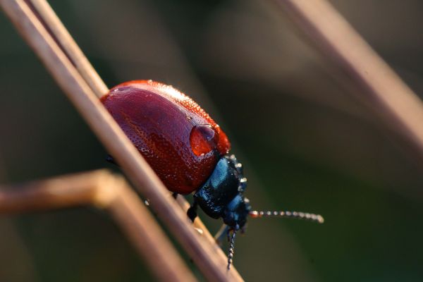 natur, fotografering, Foto, insekt, makro, rød