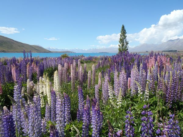 natura,pianta,campo,prato,fiore,prateria