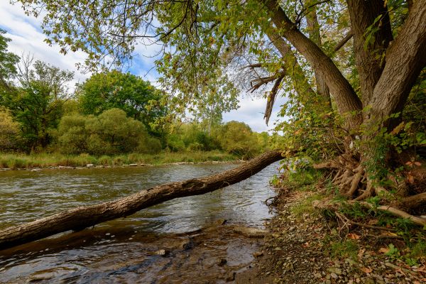 boom, water, natuur, Bos, kreek, wildernis