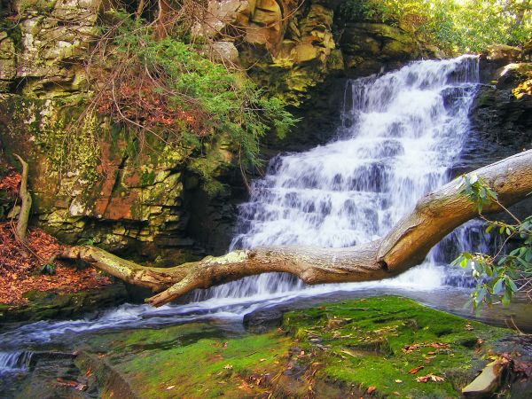 paysage, arbre, eau, la nature, forêt, cascade