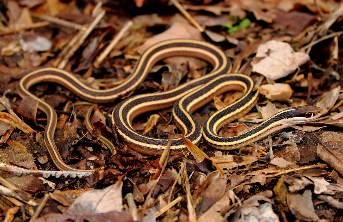 träsk, vilda djur och växter, vår, kanon, jord, reptil, band, fauna, rebell, peter, orm, ryggradsdjur, östra, T3i, 1855mm, skalor, cypress, orm, herp, herping, paplanus, canonrebelt3i, Thamnophis, sauritus, strumpebandssnok, Colubridae, Sidewinder, boaorm, skalas reptil, boas, hognose orm, Kopparödlor