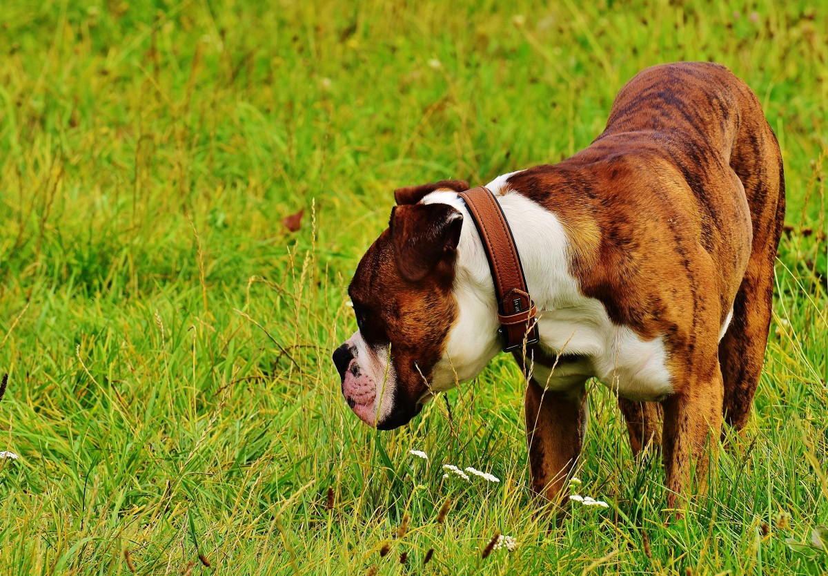 gress, eng, hund, dyr, kjæledyr, beitemark, pattedyr, bulldog, bokser, løp, virveldyr, hunderase, terrier, boxer hund, gammel engelsk bulldog, hund som pattedyr, storfe som pattedyr, Olde English Bulldogge