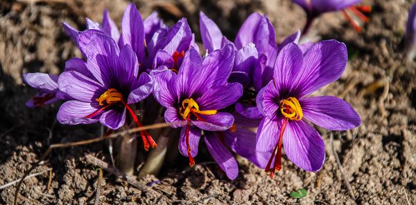 natur,plante,blomst,kronblad,Mark,lilla