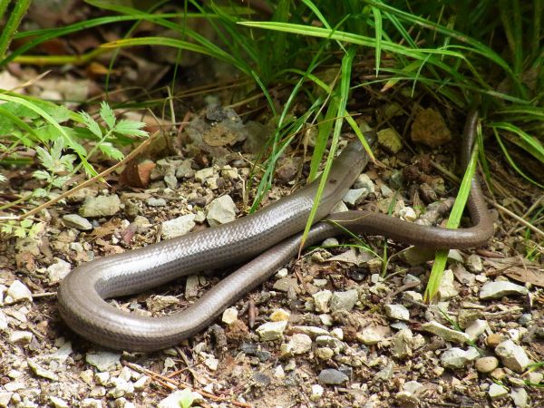 természet, vadvilág, hüllő, fauna, gyík, állat