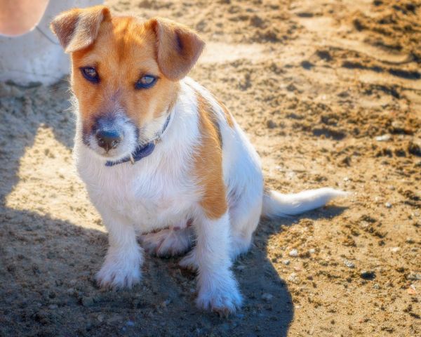 natura, cucciolo, cane, animale, carina, amore