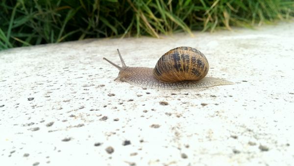 naturaleza,animal,fauna,invertebrado,de cerca,caracol