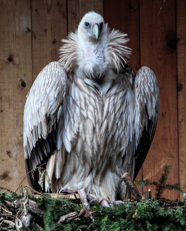 鳥,翼,野生動物,動物園,嘴,鷲