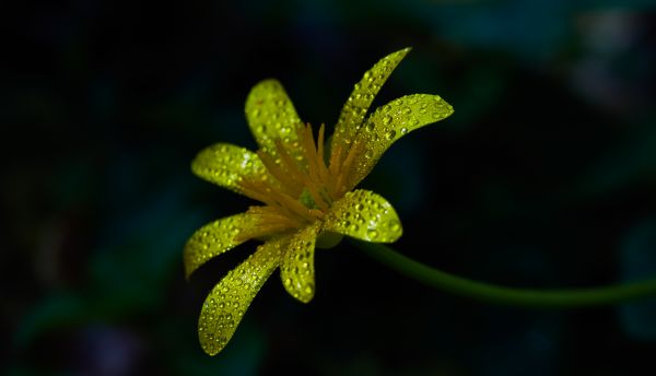 natur, afdeling, blomst, plante, fotografering, sollys