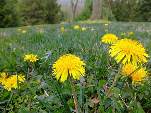 natureza,grama,plantar,caminhada,campo,Prado