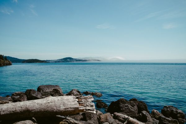 spiaggia,paesaggio,mare,costa,acqua,Driftwood