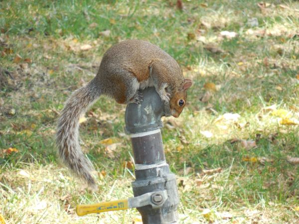 naturaleza, desierto, animal, linda, fauna silvestre, verano