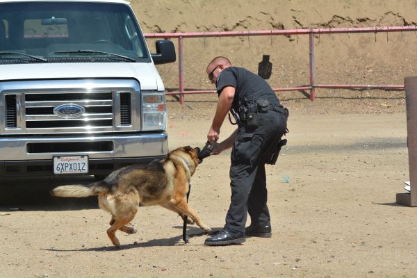 perro,perro policía,mamífero,perro caminando,perro callejero,Perro como mamífero