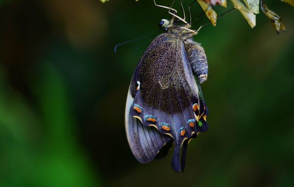 природа,крило,фотография,листо,цвете,животно