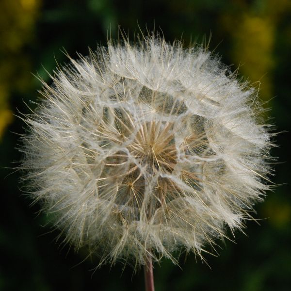 Natur,Gras,Pflanze,Weiß,Fotografie,Löwenzahn