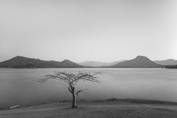 海, 海岸, 木, 水, 砂, 風景