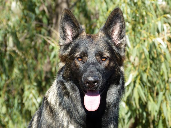 perro, animal, canino, mascota, mamífero, negro