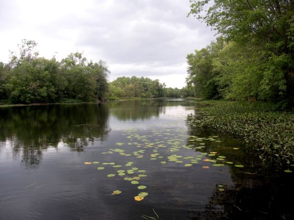 pohon,air,alam,hutan,daun,danau