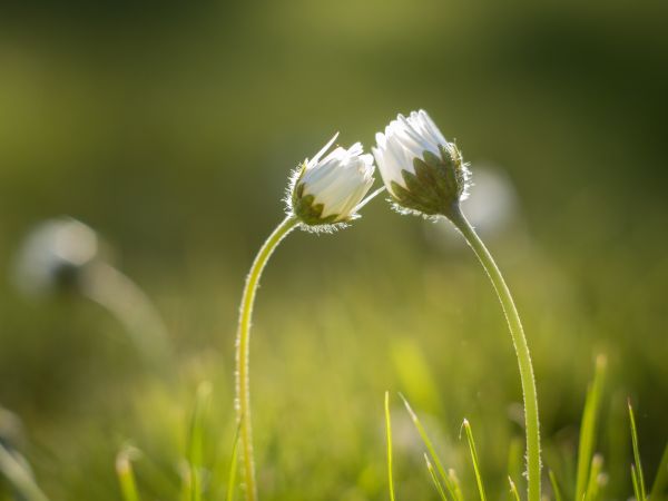 Natura, trawa, rosa, roślina, fotografia, pole