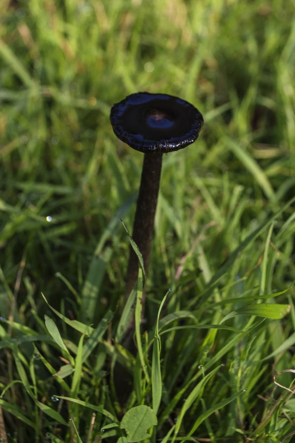 grass,outdoor,plant,lawn,photography,meadow