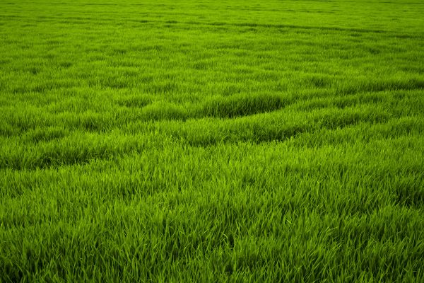 naturaleza, césped, planta, campo, césped, prado