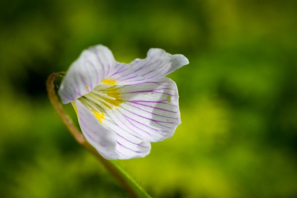 自然, 花, 工場, 白, フィールド, 写真