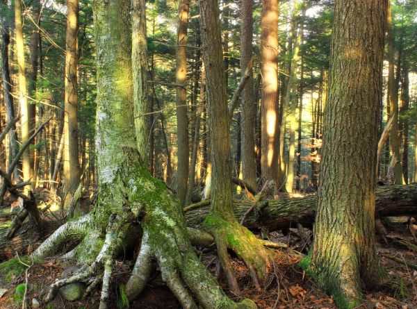 träd,natur,skog,vildmark,gren,vinter-