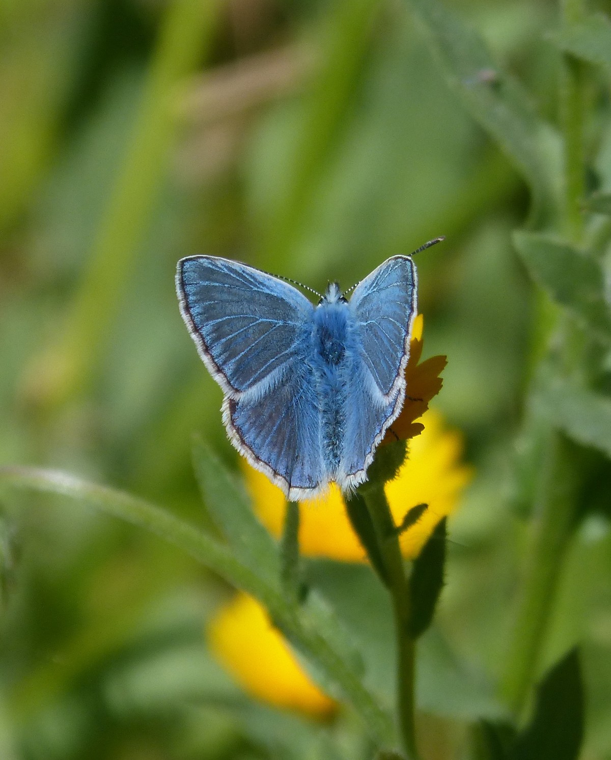 Natura, trawa, roślina, łąka, liść, kwiat, dzikiej przyrody, Zielony, owad, botanika, motyl, żółty, flora, fauna, bezkręgowy, dziki kwiat, ścieśniać, nektar, Pieridae, Fotografia makro, stawonogi, zapylacz, błękitny motyl, pseudophilotes panoptes, niebieski motyl skrzydlaty, Blauet, ćmy i motyle, lycaenid, Colias