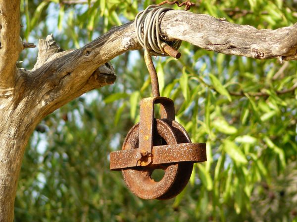 arbre,branche,bois,antique,roue,feuille