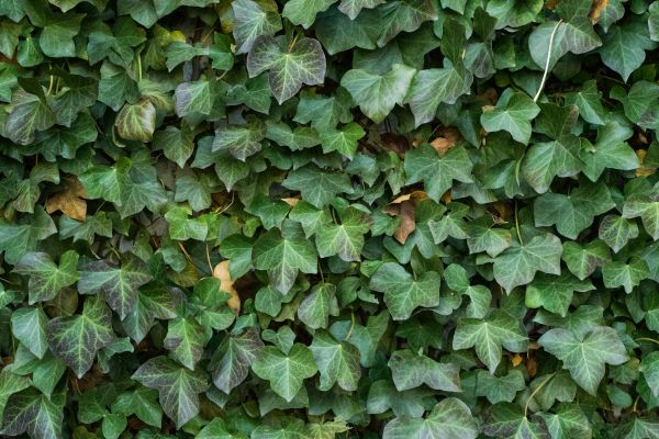 nature, plant, texture, leaf, flower, wall