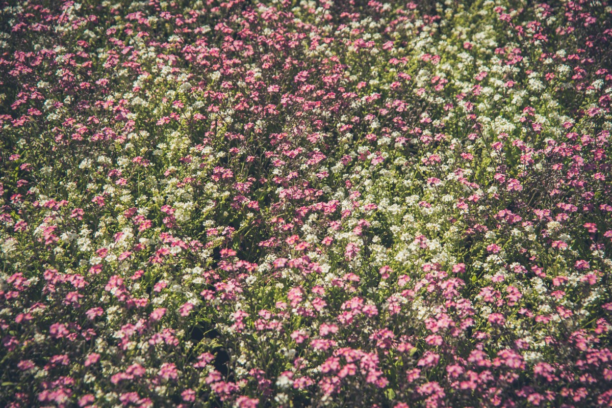 natur, blomma, växt, fält, äng, blomma, botanik, flora, vild blomma, buske, ground, blommande växt, daisy familjen, ettårig växt, mark växt, backtimjan