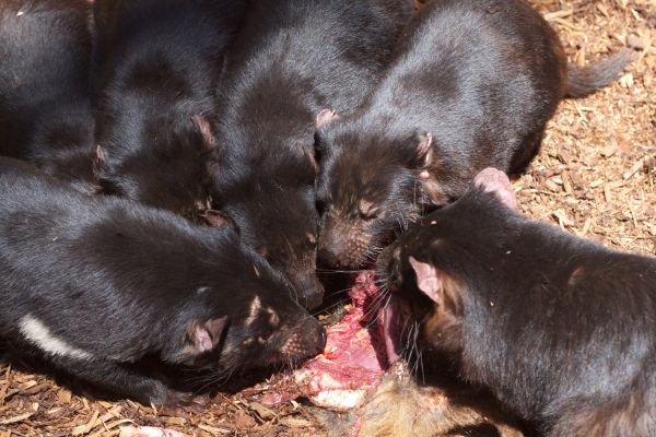 哺乳动物,脊椎动物,小狗,狗,小猫,猫