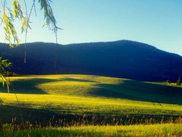 пейзаж, дерево, природа, лес, трава, горизонт