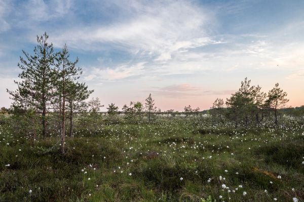 tre,natur,gress,landskap,skog,horisont