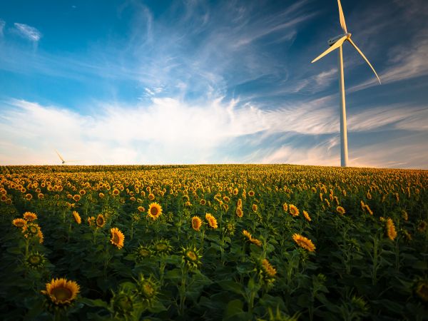 la nature,herbe,horizon,nuage,plante,croissance