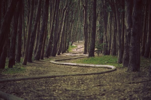 Natur,Baum,Wald,Pfad,Pflanze,Holz