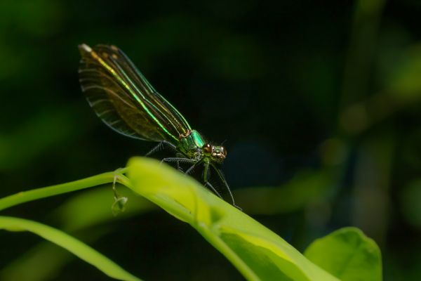 природа, крыло, фотография, цветок, Зеленый, насекомое