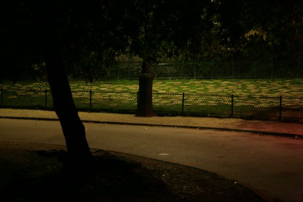 arbre, la nature, lumière, nuit, herbe, le coucher du soleil