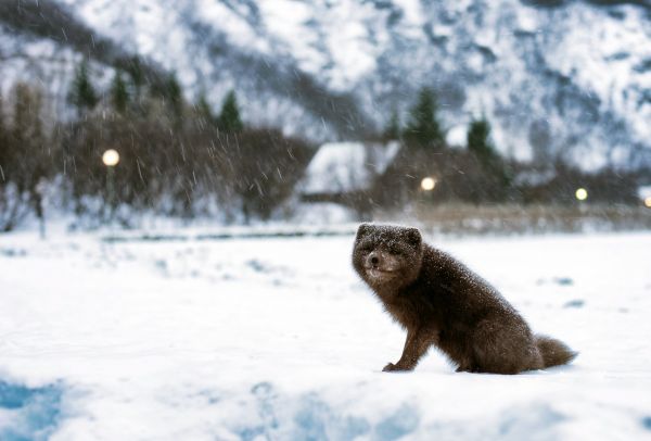 landskap, natur, skog, snö, vinter-, träd