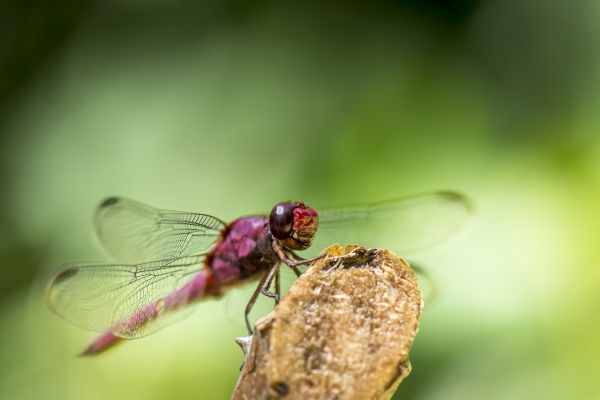 naturaleza, fotografía, flor, mosca, verde, pétalo