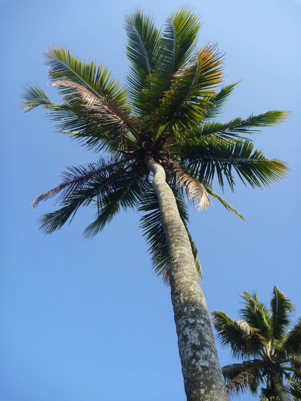 Baum, Natur, Ast, Pflanze, Himmel, Palme