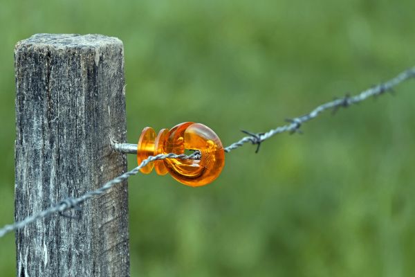 nature,branch,fence,barbed wire,leaf,plastic