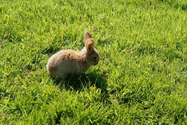 grama,Prado,pradaria,fofa,animais selvagens,gramado